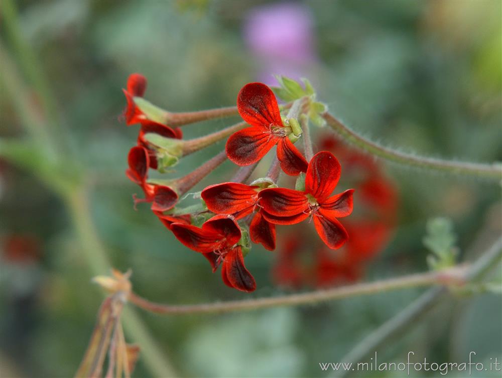 Milan (Italy) - Exotic geranium at flowers at Orticola 2016